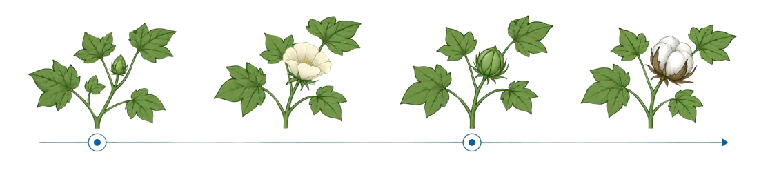 Estágios de desenvolvimento do algodão, do botão floral à formação de capulhos.