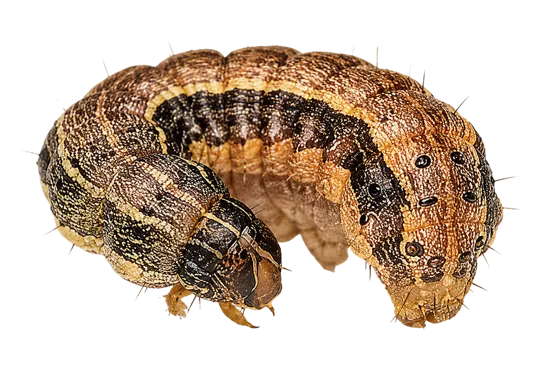 Lagarta-do-cartucho, Spodoptera frugiperda.